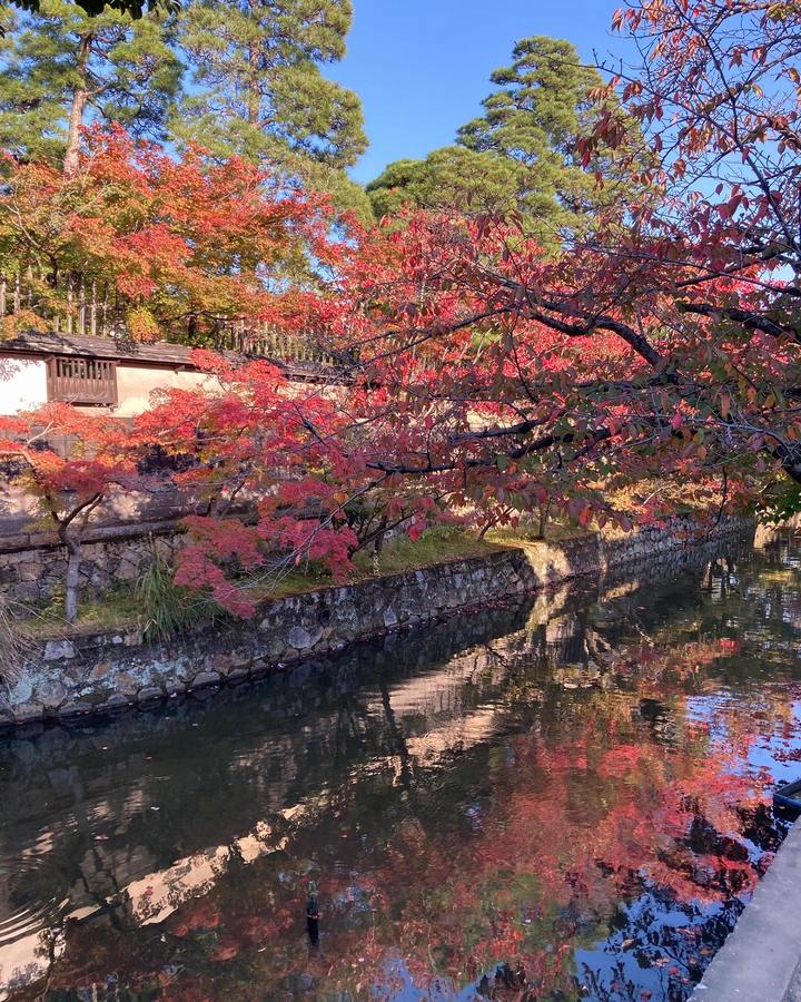 美観地区を散策して来ました。の画像